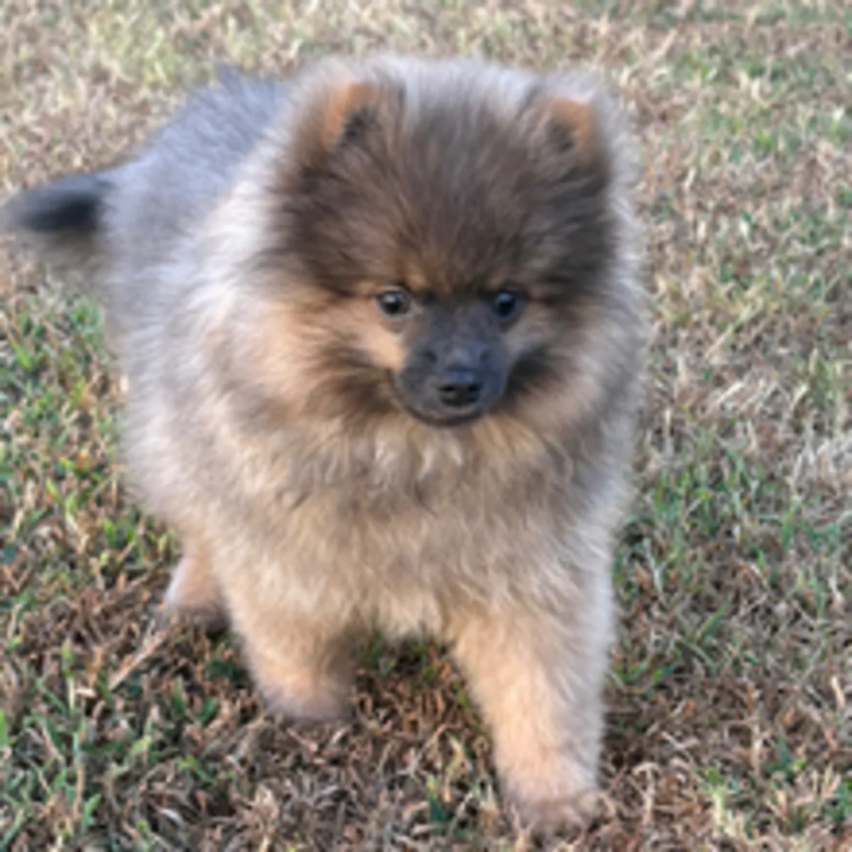 Superbe chiot Pomeranian Sable Foncé – Très Joueur