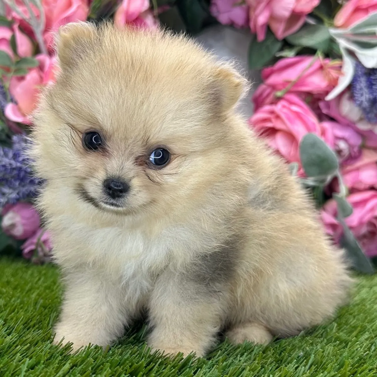 Charmant Chiot Pomeranien Couleur Crème – Visage d'Ours