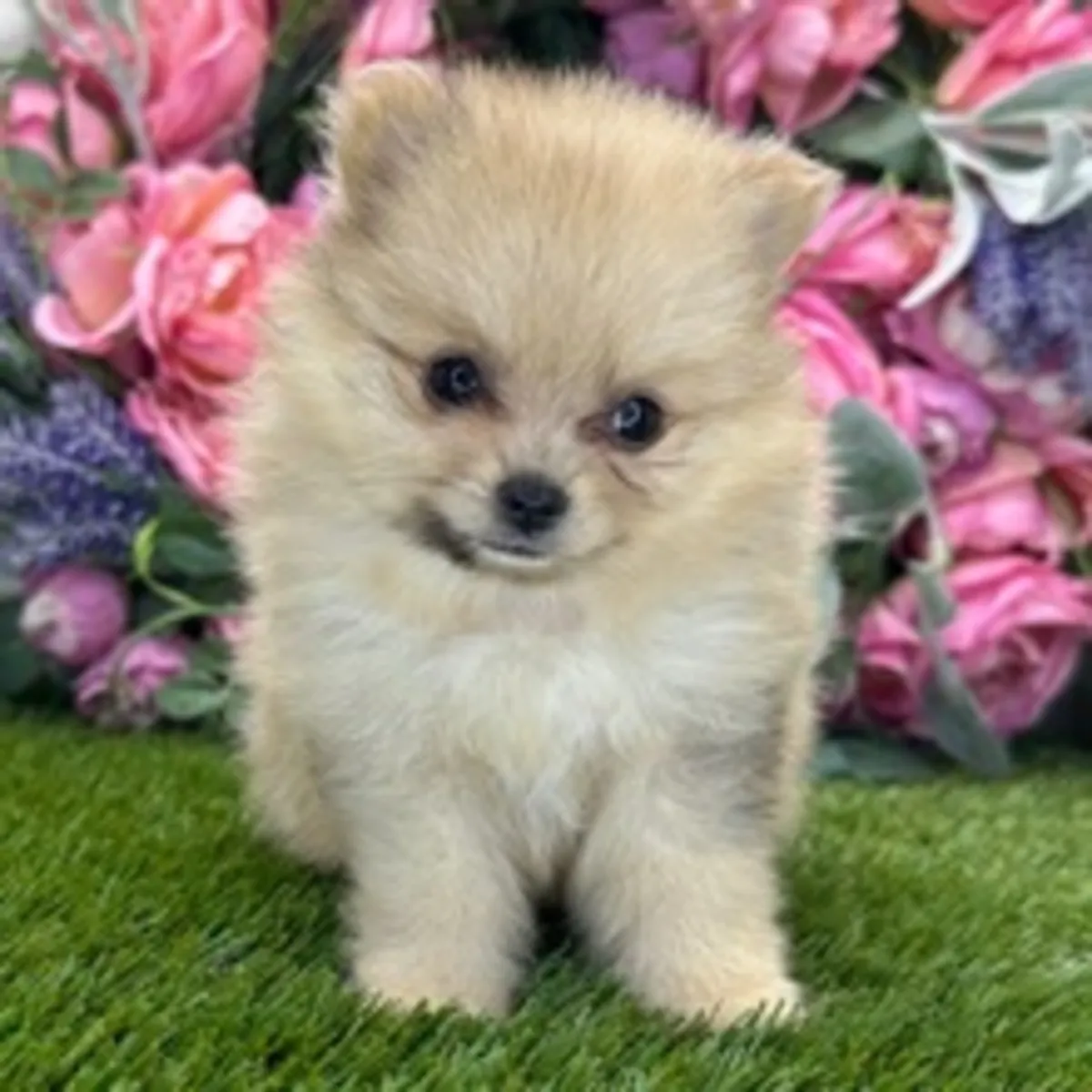 Charmant Chiot Pomeranien Couleur Crème – Visage d'Ours