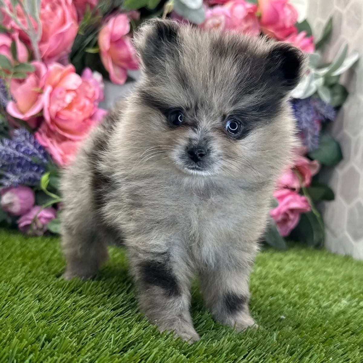 Chiot Pomeranian Blue Merle Exclusif – Ultra Éponge