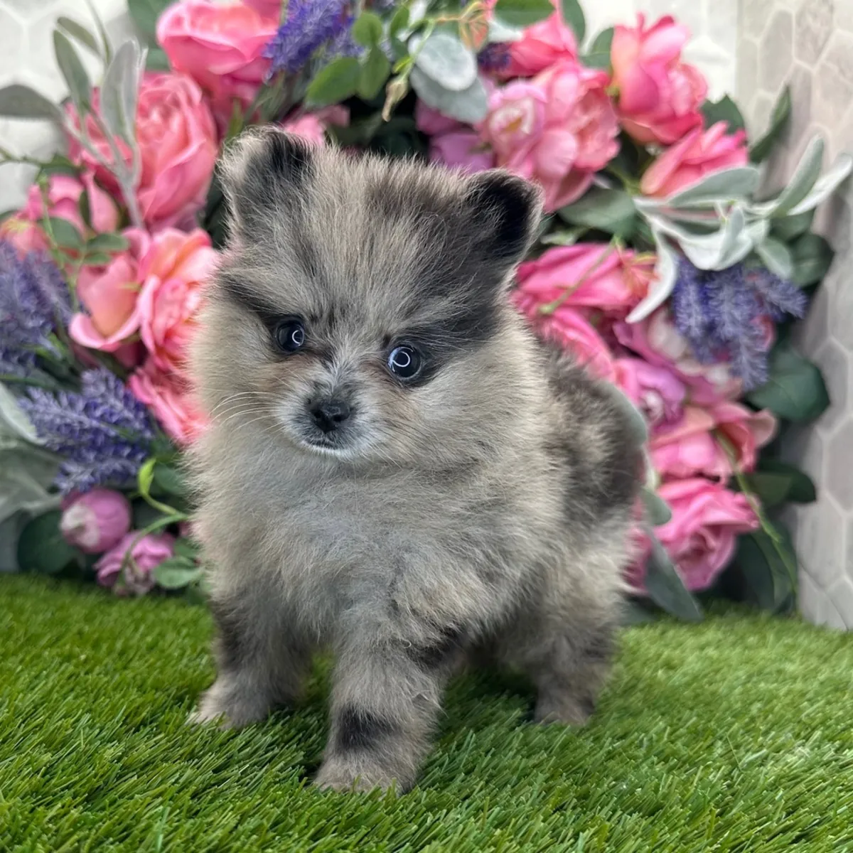 Chiot Pomeranian Blue Merle Exclusif – Ultra Éponge