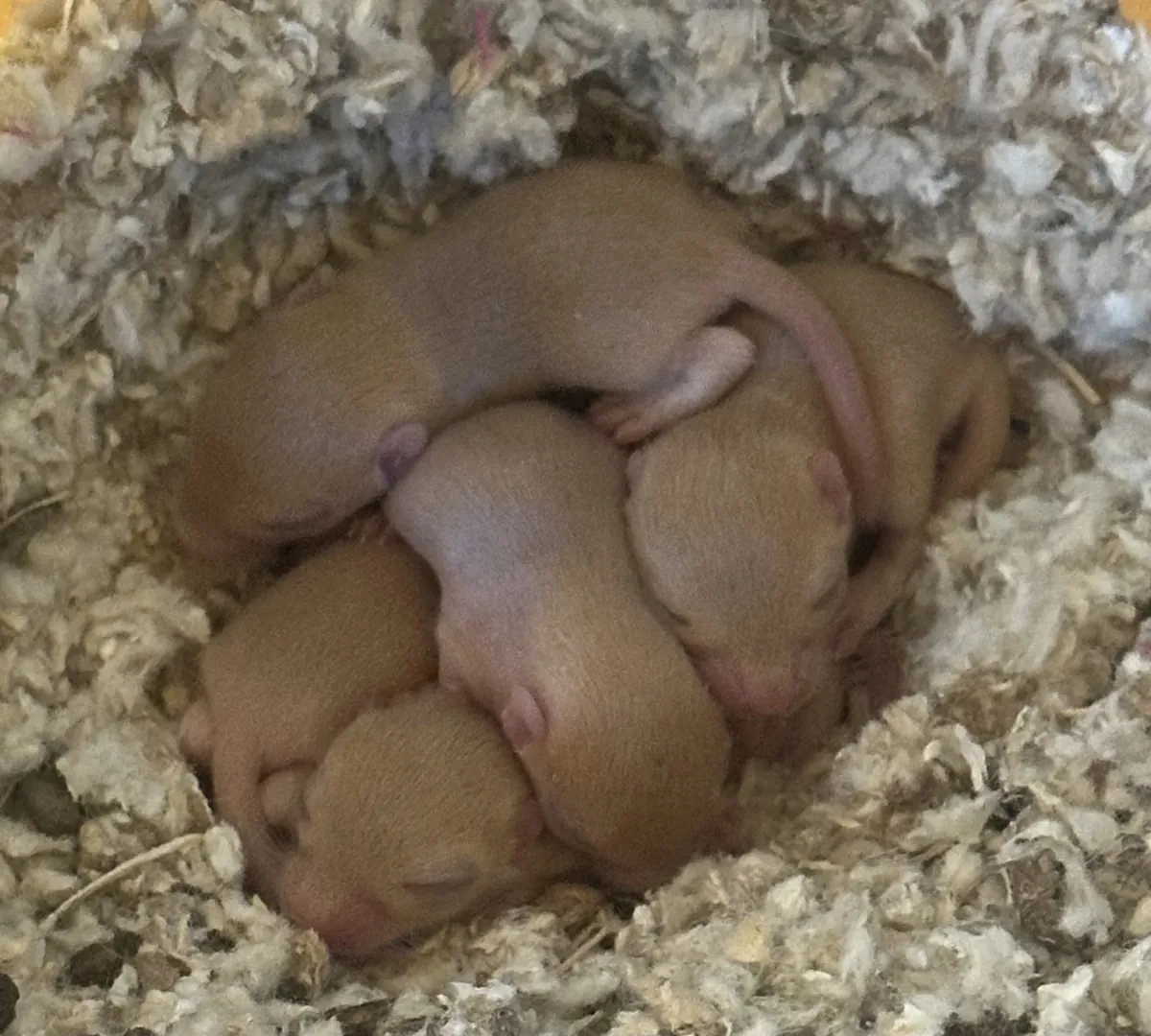 Gerbil pups