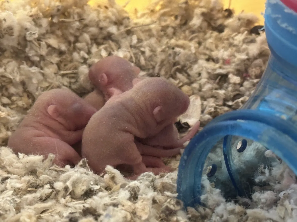 Gerbil pups