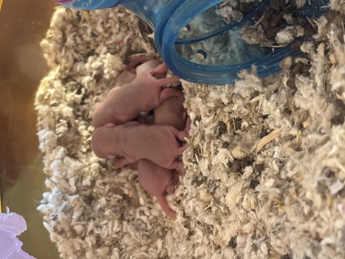 Gerbil pups