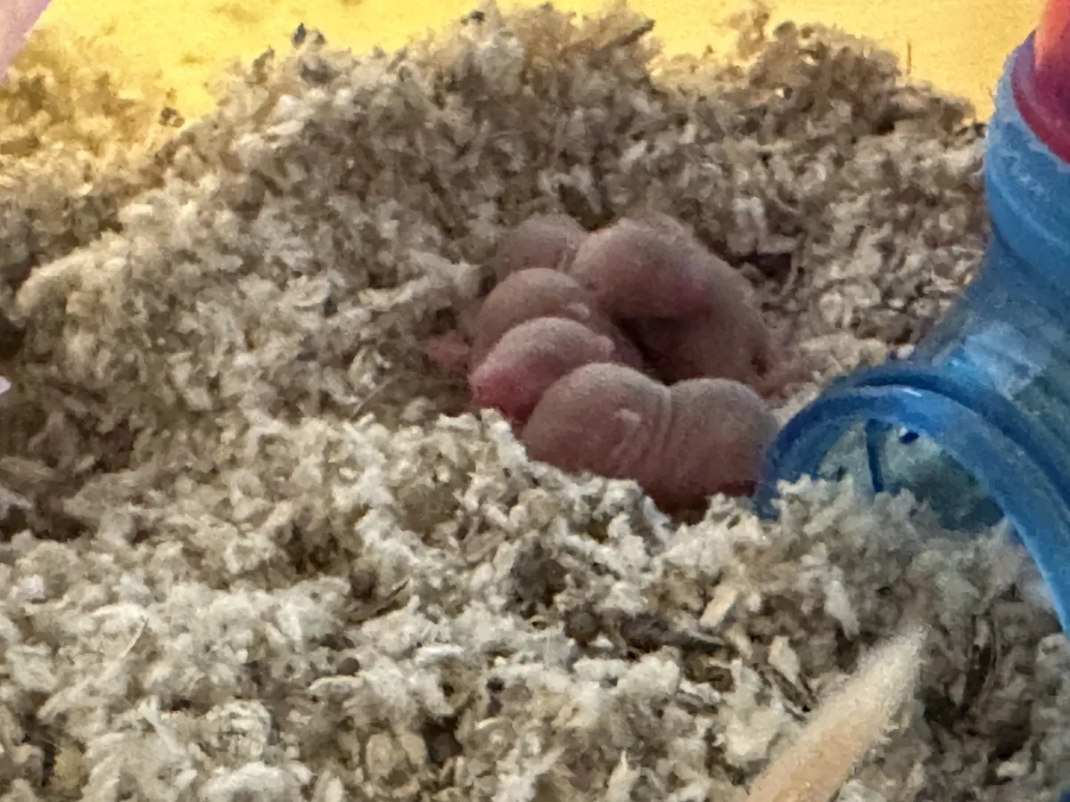 Gerbil pups