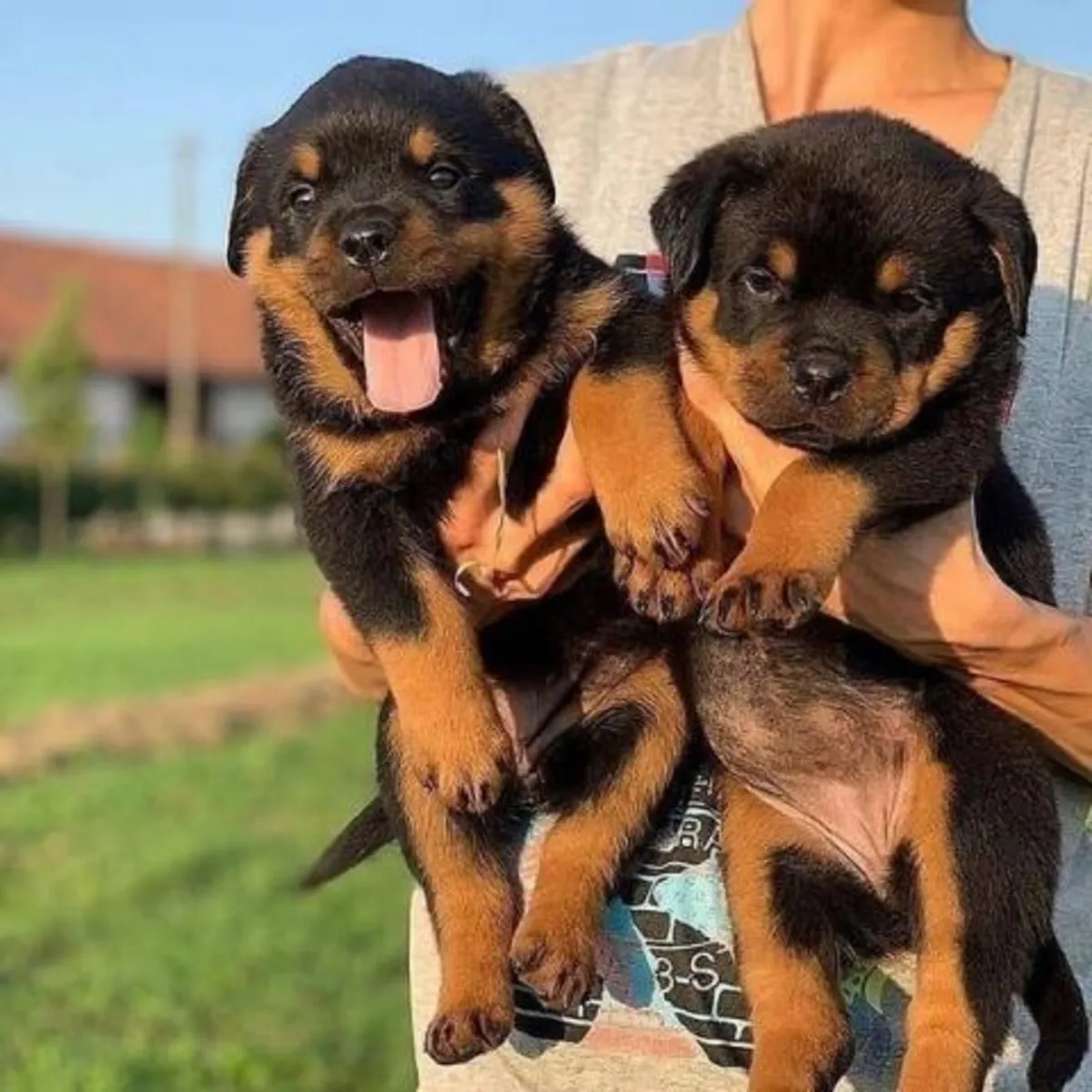 Cachorros Rottweiler de 12 semanas en adopción