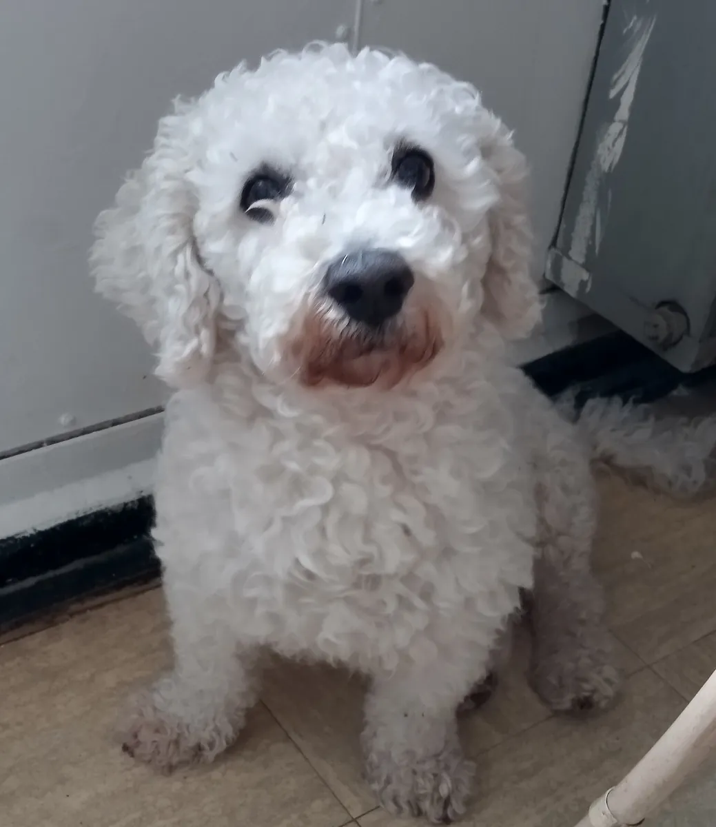 LOOKING FOR A BICHON FRISE
