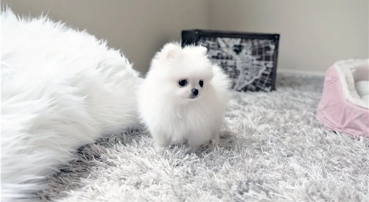Juguetones cachorros de Pomerania disponibles para familias amorosas