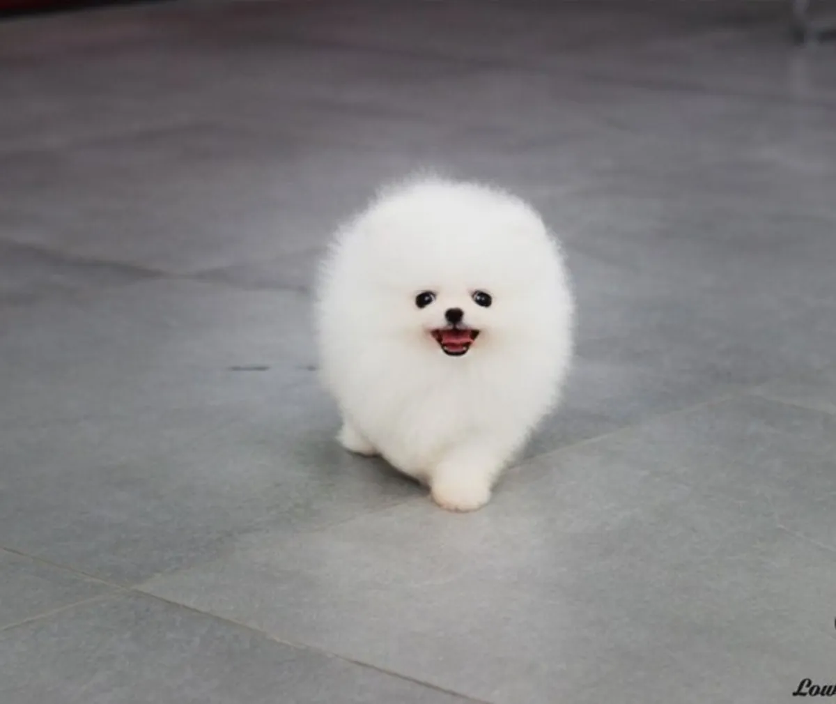  Lindos cachorros de Pomerania: encuentre a su nuevo compañero