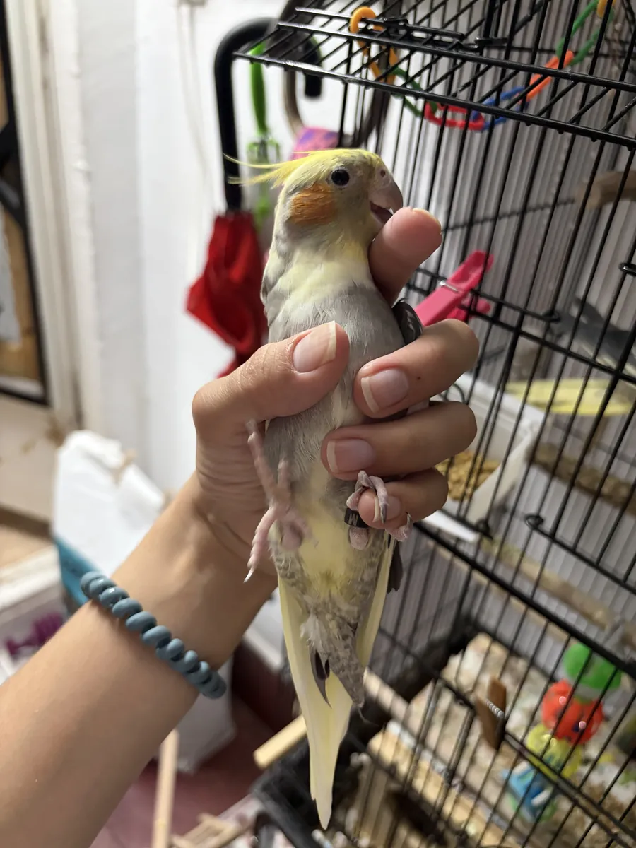 失踪的雄性洛洛凤头鹦鹉