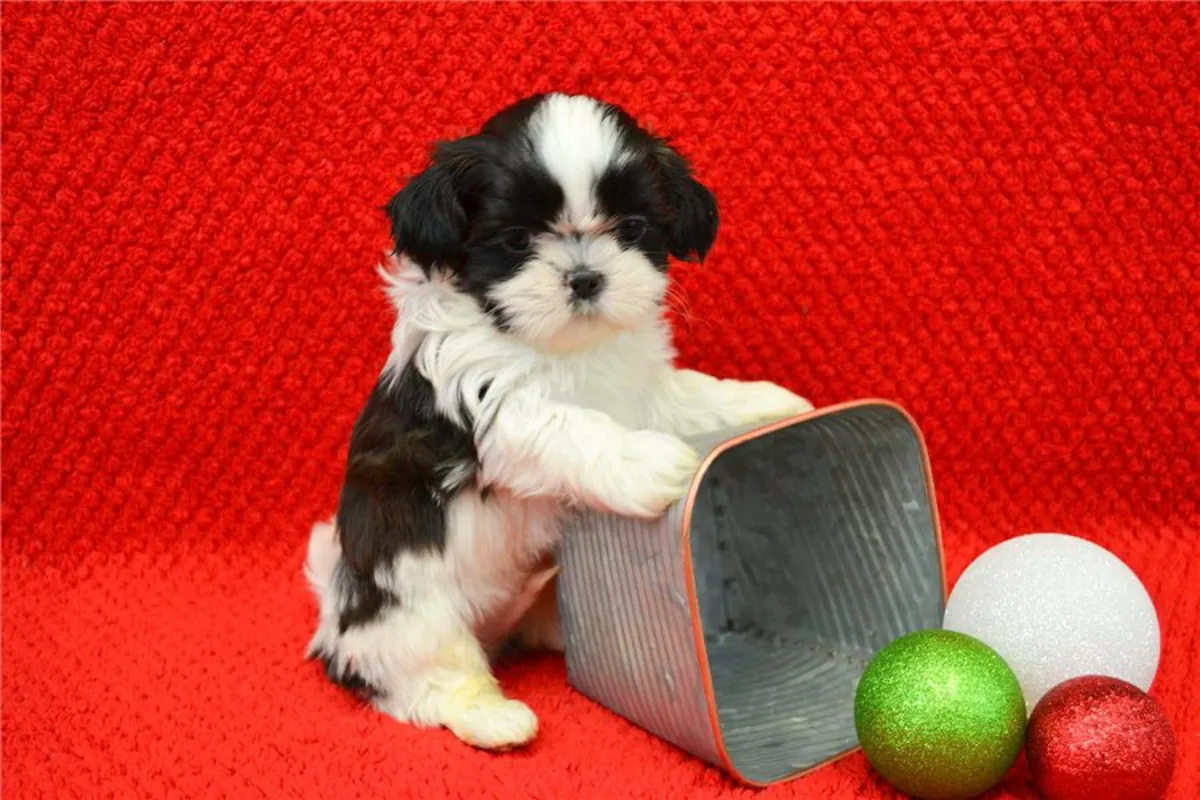 可爱的西施犬幼犬寻找充满爱的家