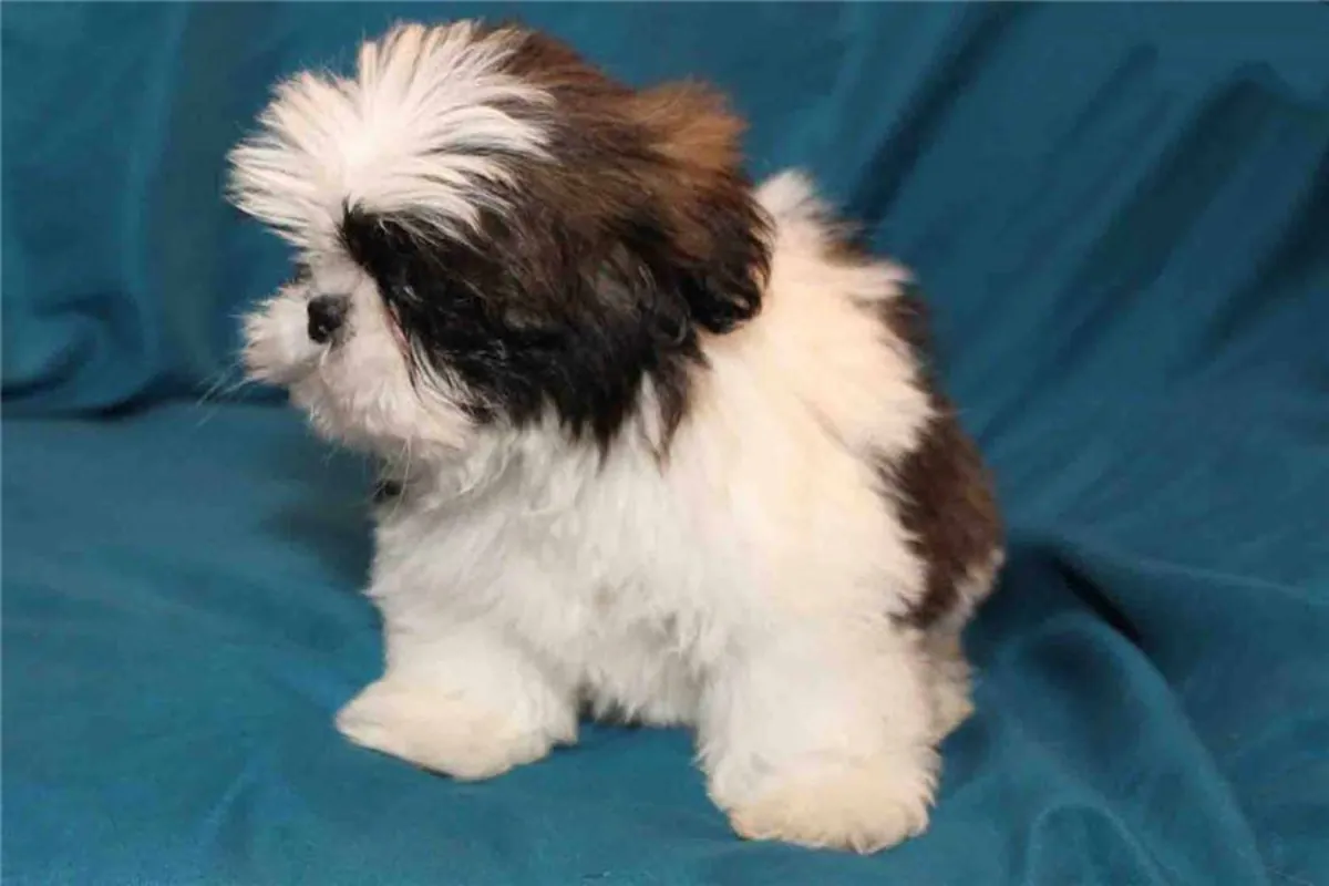 活泼的西施犬幼犬，公犬和母犬