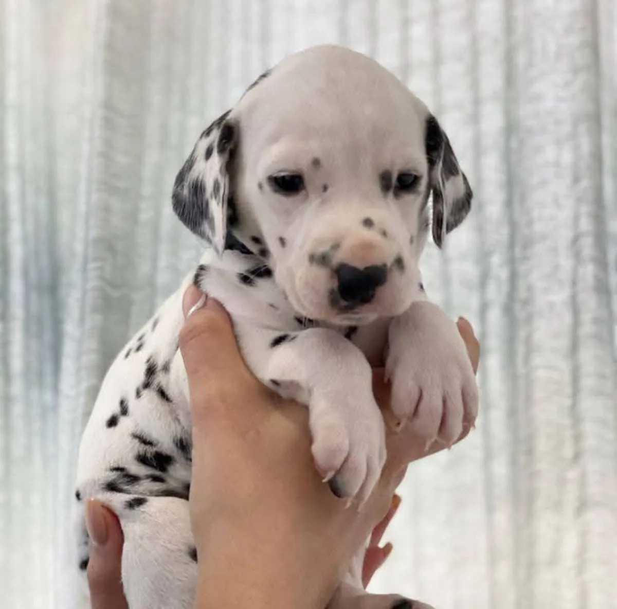 Belles chiots dalmatiens