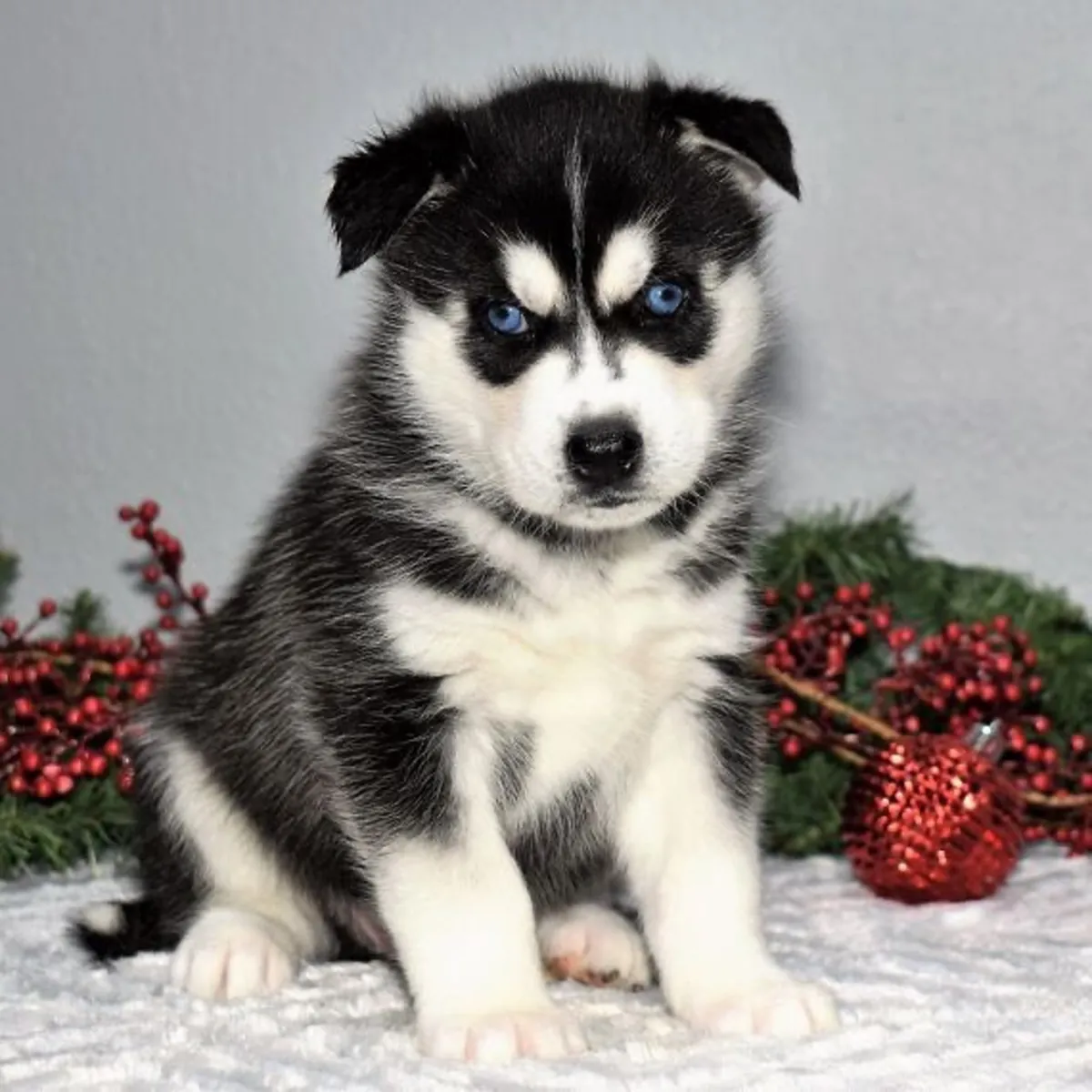 Cachorros de Husky Siberiano de Pura Raza