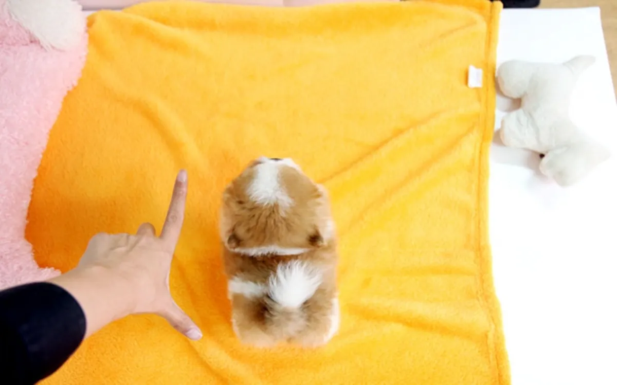 Chiots Poméranien (Race pure)
