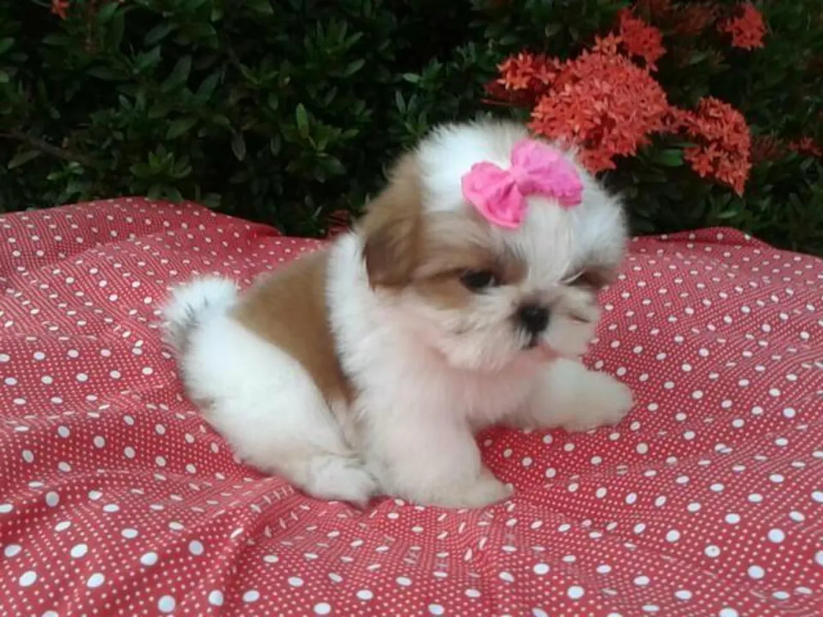 Cachorros Shih Tzu disponibles para adopción