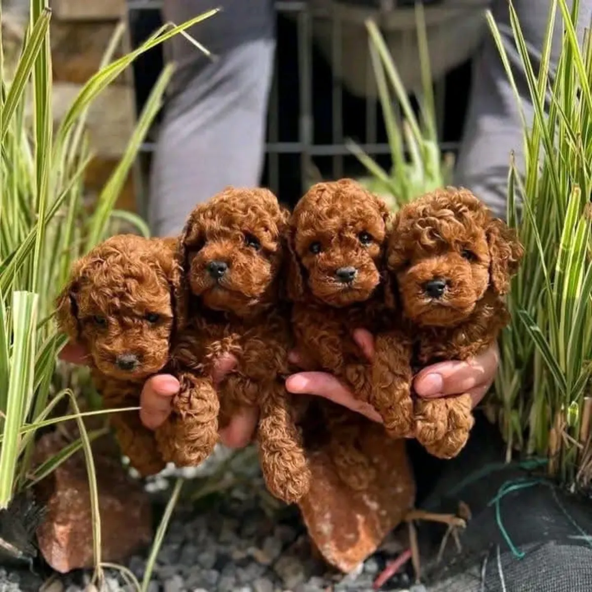 Des chiots caniche cherchent un nouveau foyer.