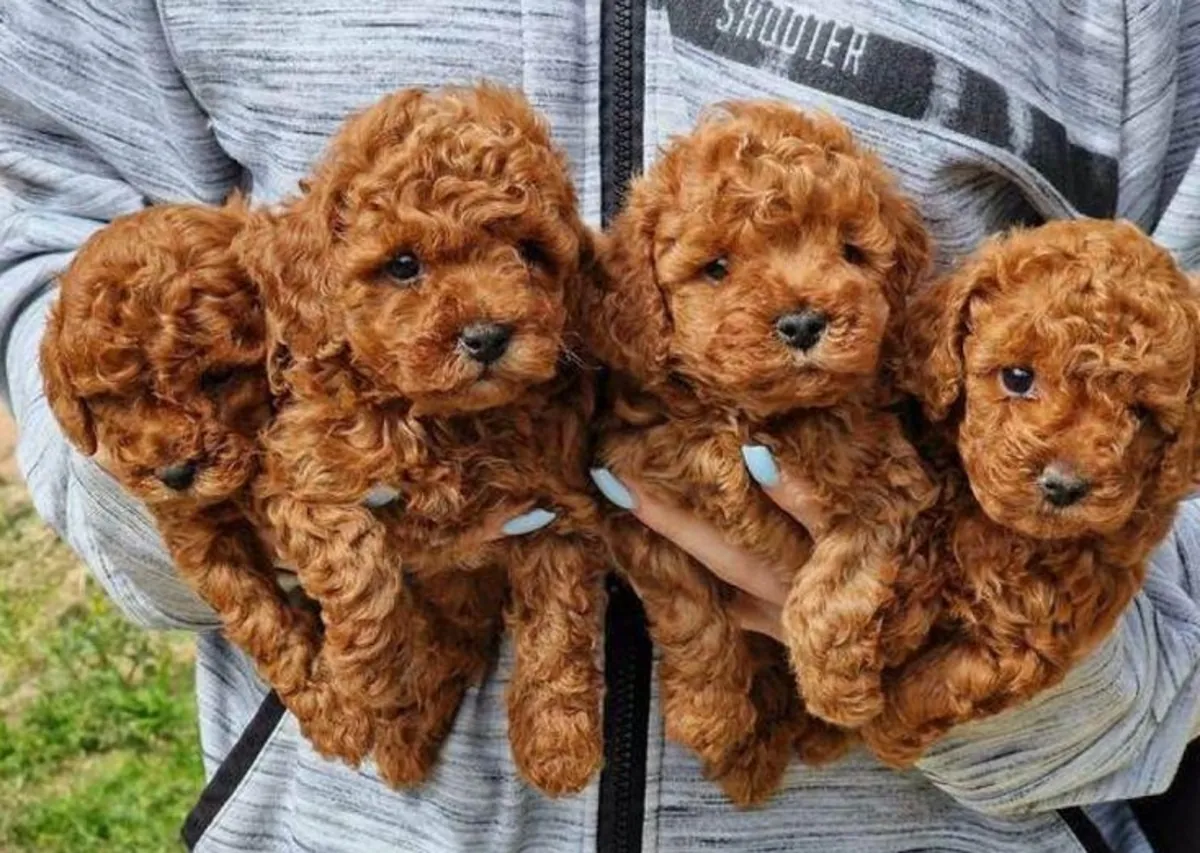 Des chiots caniche cherchent un nouveau foyer.