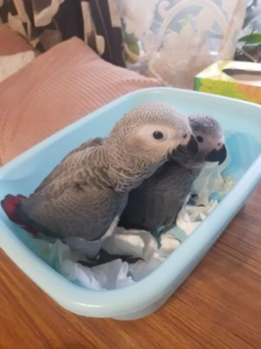 Giving away African grey parrots (Jaco) to good hands.