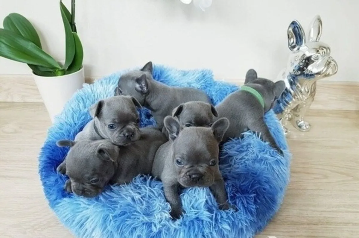 法国斗牛犬小狗寻找新家。