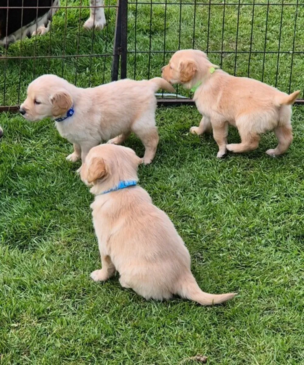 Cachorros de golden retriever buscan un nuevo hogar.