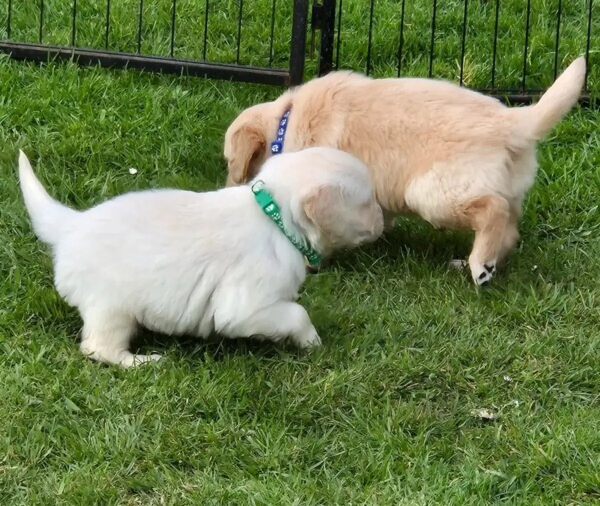 Cachorros de golden retriever buscan un nuevo hogar.