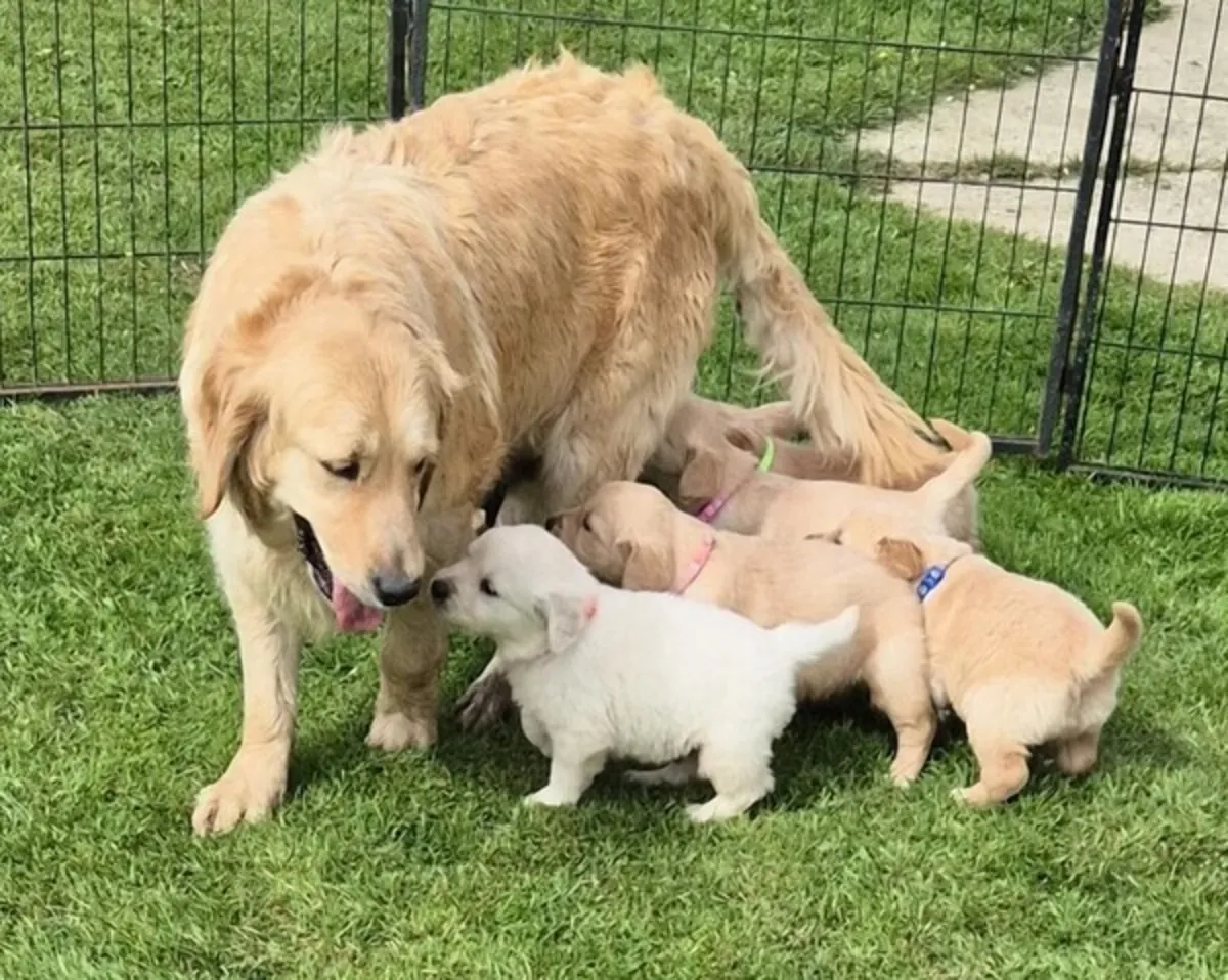 Cachorros de golden retriever buscan un nuevo hogar.