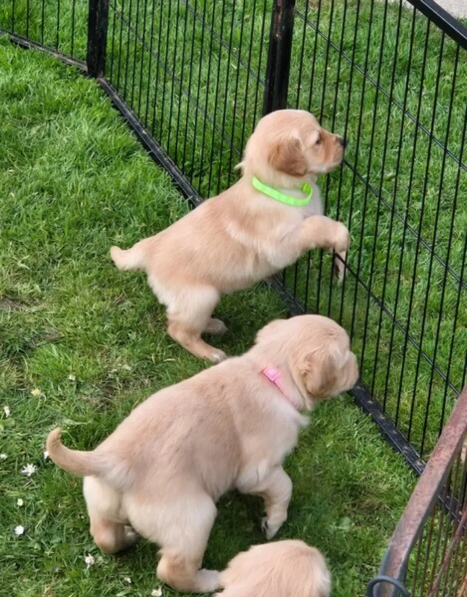 Cachorros de golden retriever buscan un nuevo hogar.