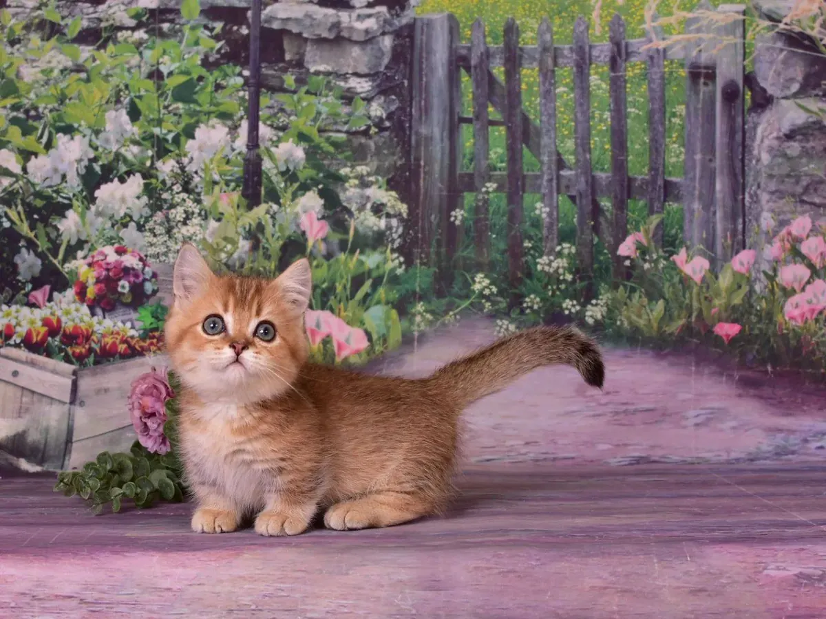 Looking for new owners for Munchkin kittens.