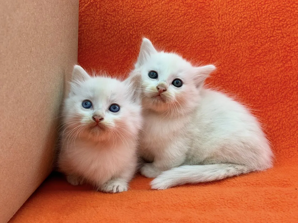 Looking for new owners for Munchkin kittens.