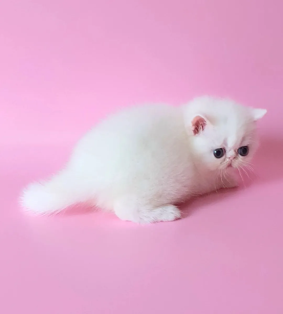 Персидские котята ищут новый дом.