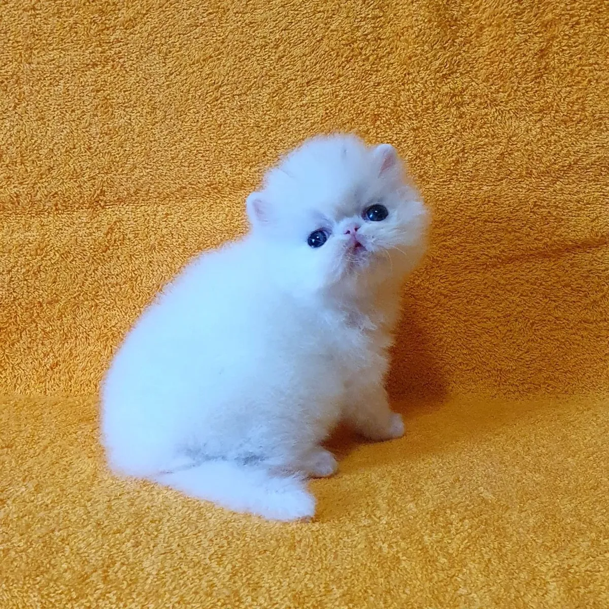 Персидские котята ищут новый дом.