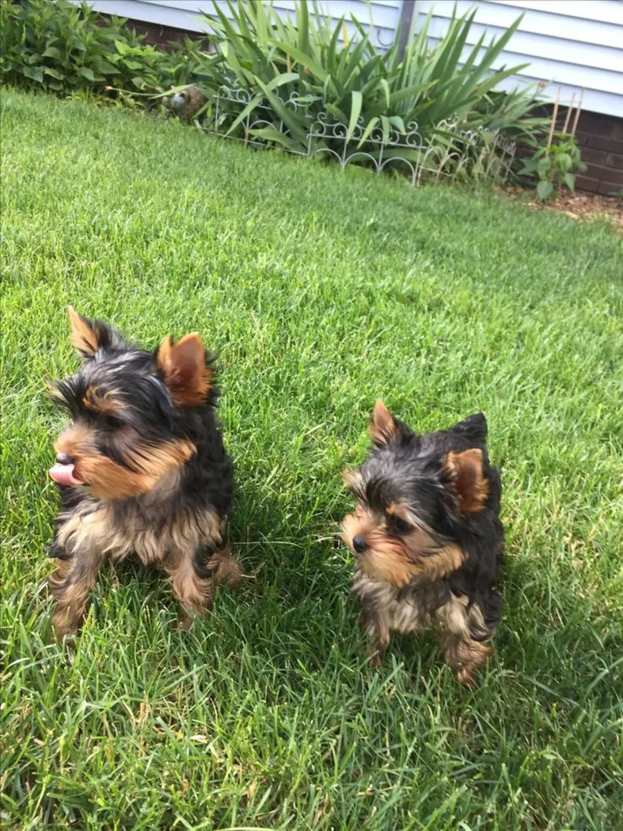 Sevimli Yorkie Yavru Yeni Evini Bulmaya Hazır 632000221