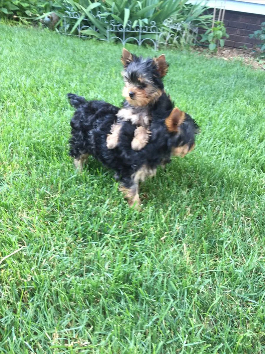 Sevimli Yorkshire Terrier Yavrusu Sevgi Dolu Bir Aile Arıyor 632000221