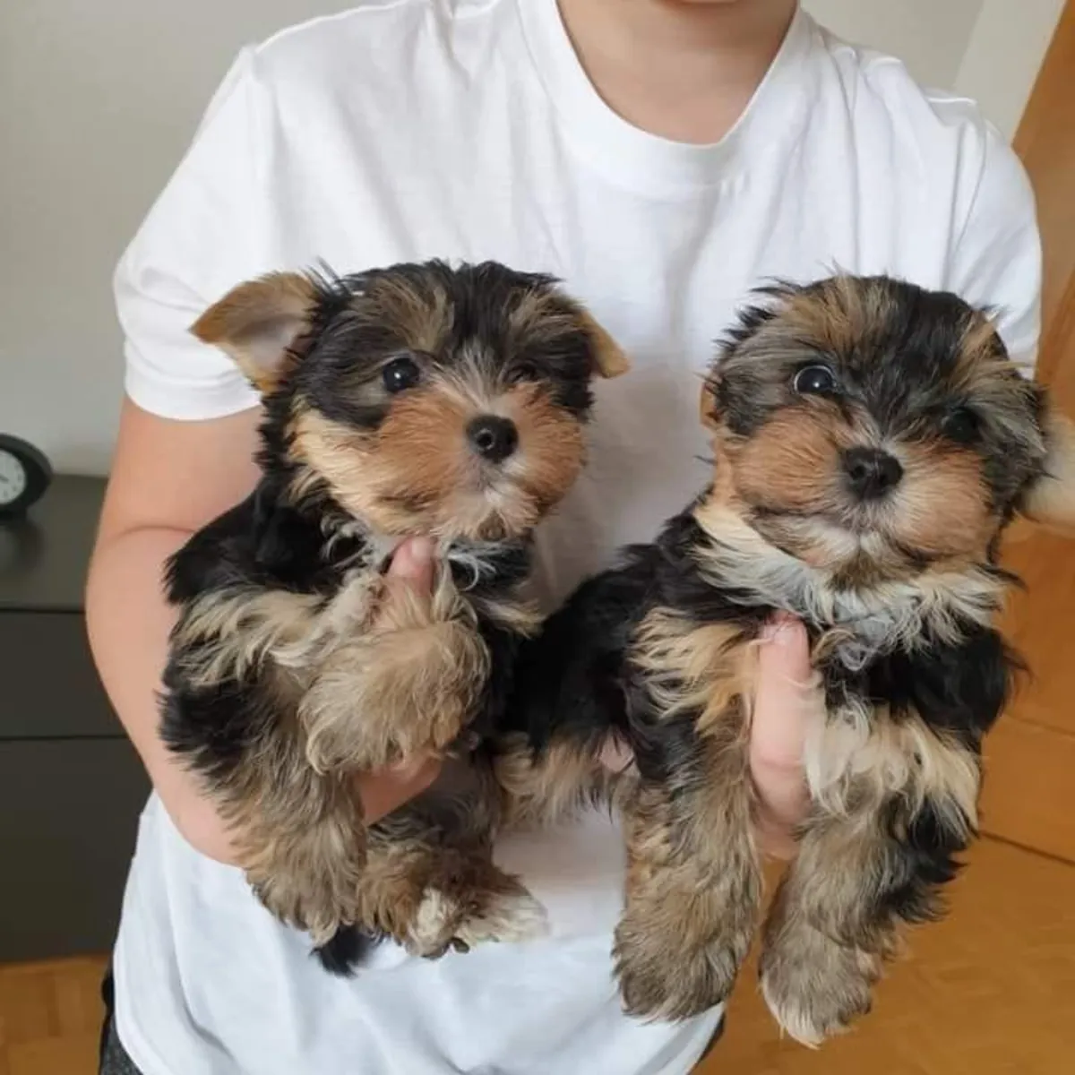 Sonsuz Bir Ev Bekleyen Sevimli Yorkie Yavru 632000221