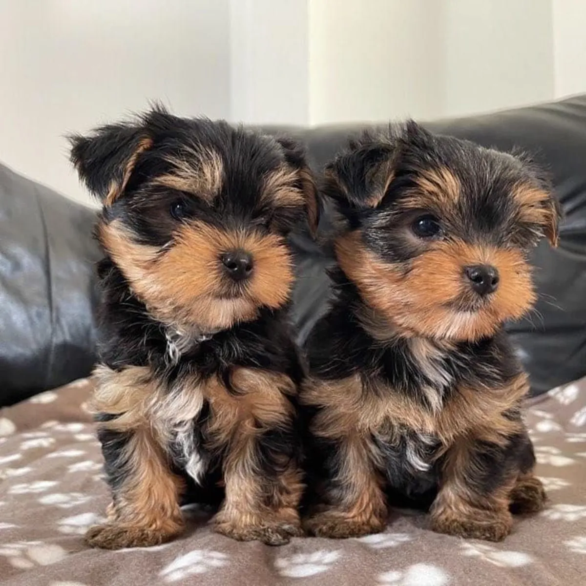 Beau Chiot Yorkie Cherche un Foyer Plein d'Amour 632000221