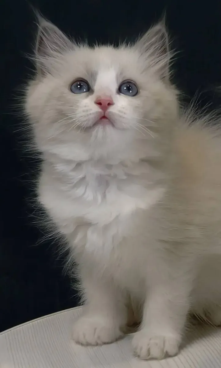 Милые котята Рэгдолл на усыновление