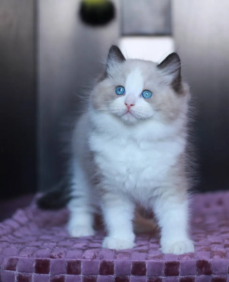 Charming Ragdoll kittens For Adoption.