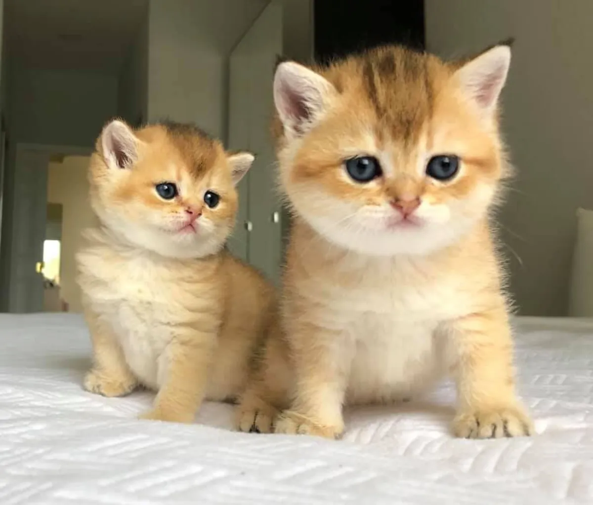 Котята британской короткошерстной породы ищут новый дом.