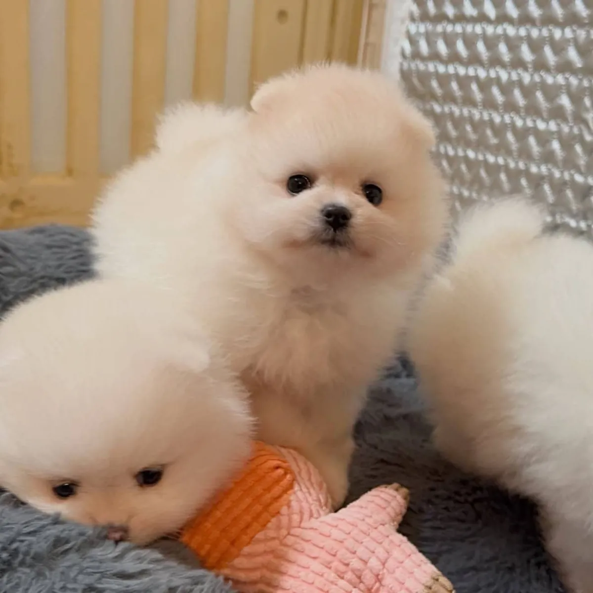 寻找有爱心的家庭领养迷人的博美犬幼犬。