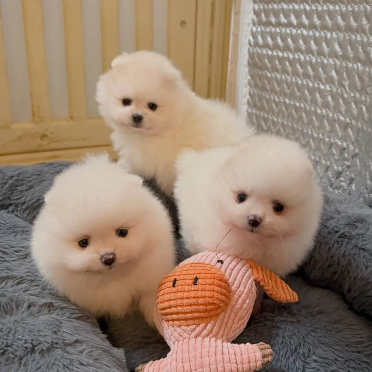 寻找有爱心的家庭领养迷人的博美犬幼犬。