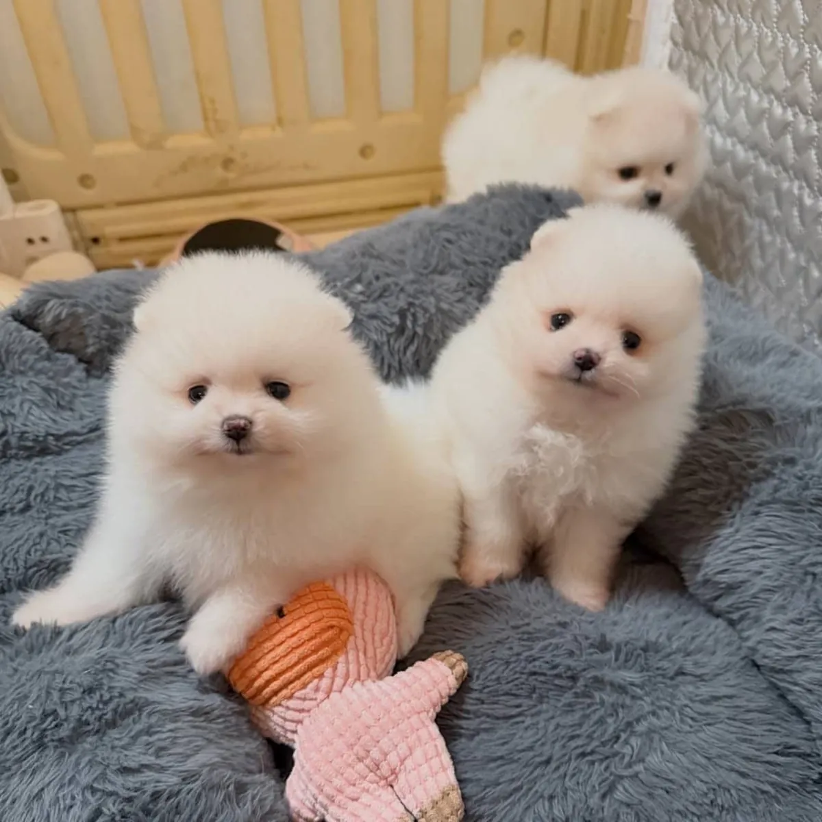 寻找有爱心的家庭领养迷人的博美犬幼犬。