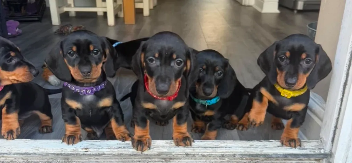 腊肠犬幼犬寻找新家。