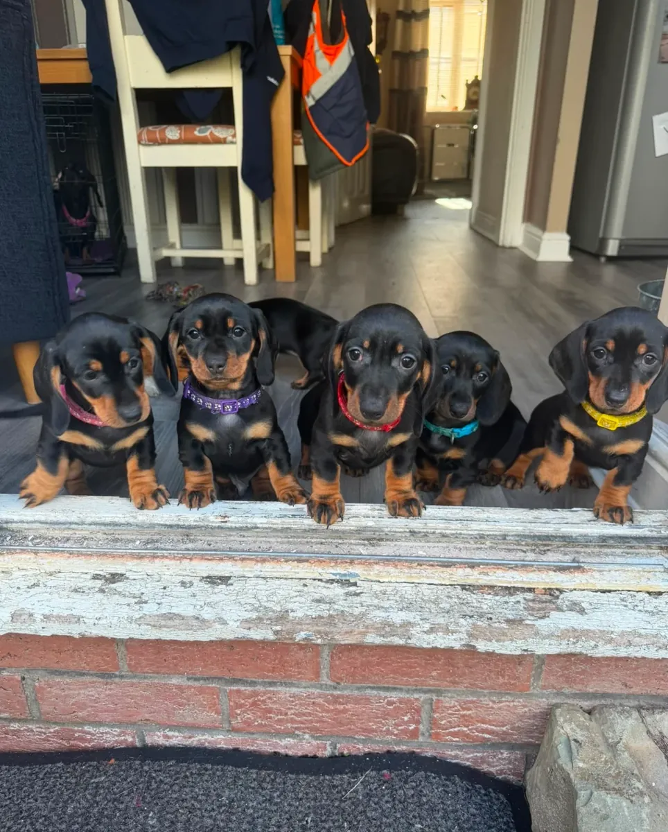腊肠犬幼犬寻找新家。