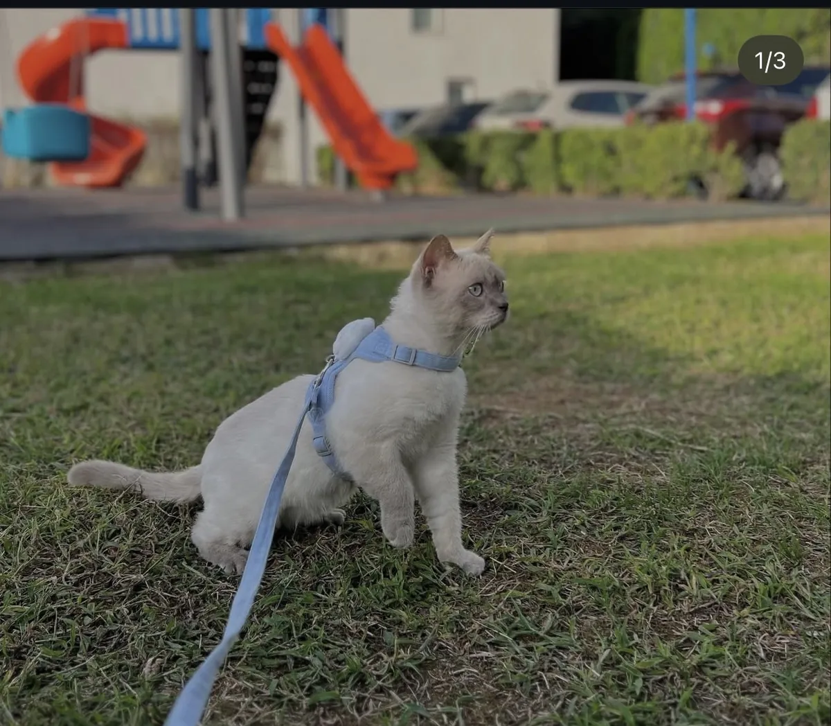 Blue point erkek kedime eş arıyorum