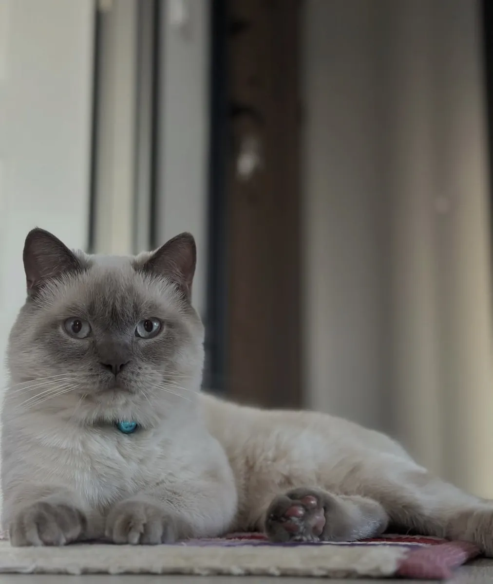 Blue point erkek kedime eş arıyorum