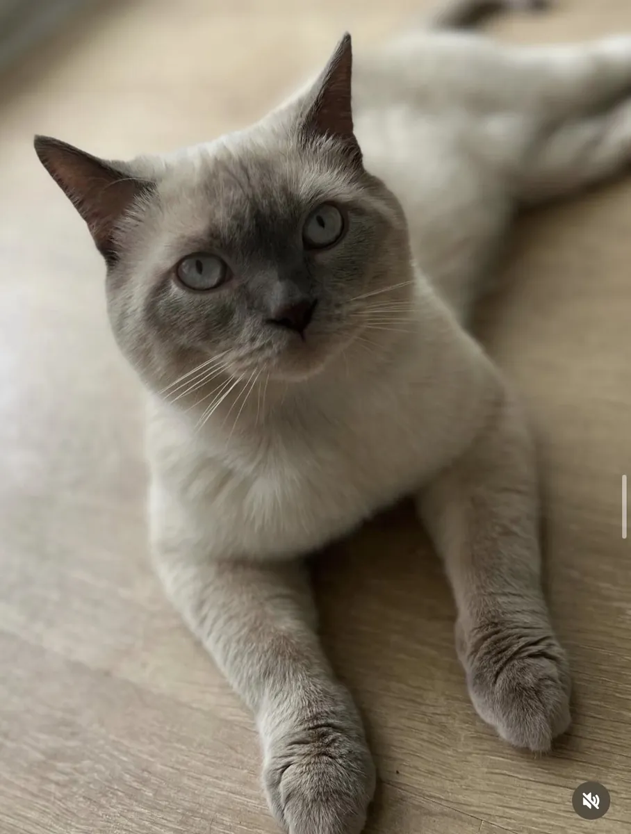 Blue point erkek kedime eş arıyorum