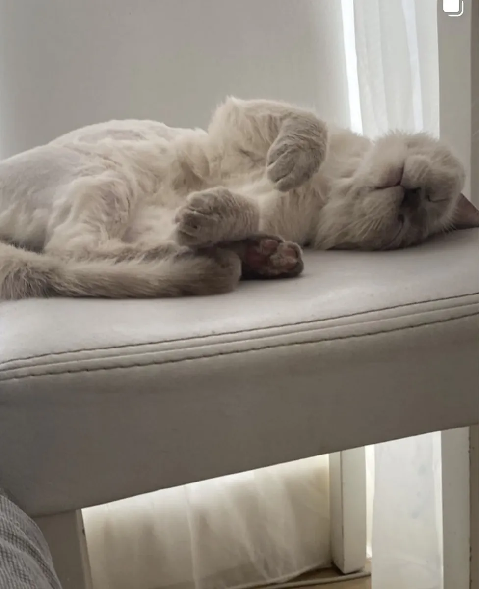 Blue point erkek kedime eş arıyorum