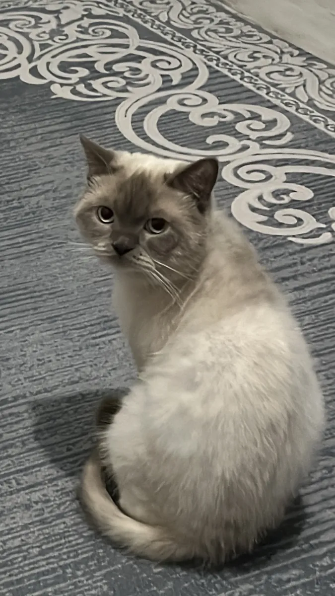 Blue point erkek kedime eş arıyorum