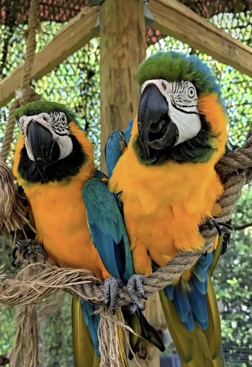 Guacamayos Loros Buscan un Nuevo Hogar 632000221
